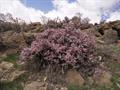 بادام کوهی